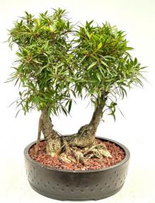 Willow Leaf Ficus Bonsai Tree<br><i>(Ficus Nerifolia/Salisafolia) </i>