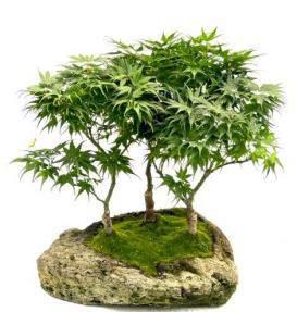 Japanese Green Maple Bonsai Tree<br>Three Tree Forrest Group<br>(acer palmatum 'Mikawa Yatsubusa')</i>