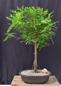 Bald Cypress Bonsai Tree<br><i>(taxodium distichum)</i>