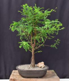 Bald Cypress Bonsai Tree<br>Exposed Roots<br><i>(taxodium distichum)</i>