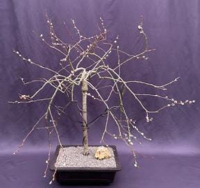 Flowering Weeping Pussy Willow Bonsai Tree<br><i>(salix caprea 'pendula')</i>