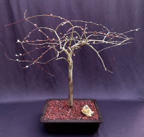 Flowering Weeping Pussy Willow Bonsai Tree<br><i>(salix caprea 'pendula')</i>