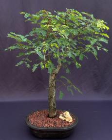 Flowering Horseflesh Mahogany Bonsai Tree <br><i>(lysiloma sabicu)</i>