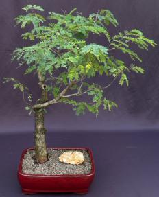 Flowering Horseflesh Mahogany Bonsai Tree <br><i>(lysiloma sabicu)</i>