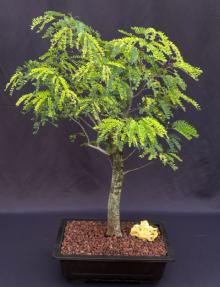 Flowering Horseflesh Mahogany Bonsai Tree <br><i>(lysiloma sabicu)</i>