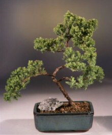 Juniper Bonsai Tree - Trained<br><i>(juniper procumbens nana)</i>