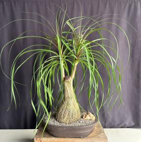 Ponytail Palm Bonsai Tree <br><i>(beaucamea recurvata)</i>