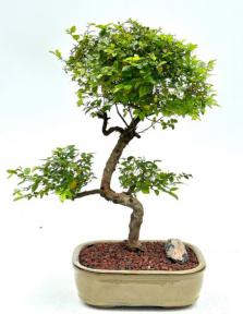Flowering Sweet Plum Bonsai Tree<br>Curved Trunk & Tiered Branching Style<br>(sageretia theezans)</i>
