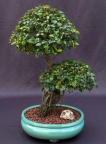 Flowering Sweet Plum Bonsai Tree<br>Curved Trunk & Exposed Root Style<br>(sageretia theezans)</i>