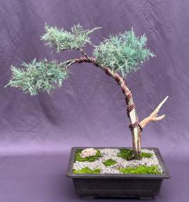 Shimpaku Juniper Bonsai Tree<br><i>(shimpaku itoigawa)</i>
