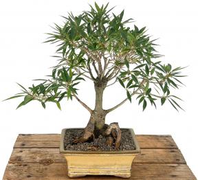 Willow Leaf Ficus Bonsai Tree<br><i>(Ficus Nerifolia/Salisafolia) </i>