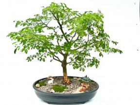 Flowering Brazilian Raintree Bonsai Tree <br><i>(pithecellobium tortum)</i>