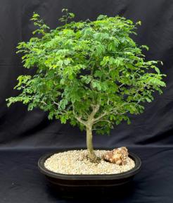 Flowering Brazilian Raintree Bonsai Tree <br><i>(pithecellobium tortum)</i>