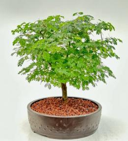 Flowering Brazilian Raintree Bonsai Tree <br><i>(pithecellobium tortum)</i>