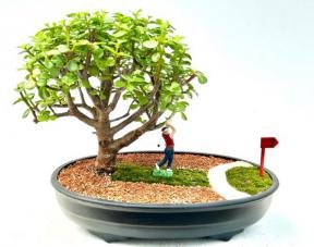 Baby Jade Bonsai Tree - Miniature Golf Course Scene<br><i>(portulacaria afra)