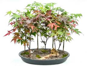 Japanese Maple Bonsai Tree<br><i>Seven Tree Forest Group<br>(acer palmatum)