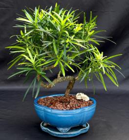 Flowering Podocarpus Bonsai Tree<br>Coiled Trunk<br><i>(podocarpus macrophyllus)</i>