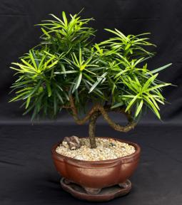 Flowering Podocarpus Bonsai Tree<br>Coiled Trunk<br><i>(podocarpus macrophyllus)</i>