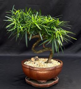 Flowering Podocarpus Bonsai Tree<br>Coiled Trunk<br><i>(podocarpus macrophyllus)</i>