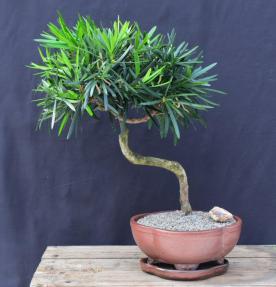 Flowering Podocarpus Bonsai Tree <br>Curved Trunk Style<br><i>(podocarpus macrophyllus)</i>