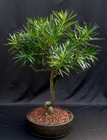 Flowering Podocarpus Bonsai Tree <br>Curved Trunk Style<br><i>(podocarpus macrophyllus)</i>