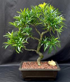 Flowering Podocarpus Bonsai Tree <br>Curved Trunk & Tiered Branching Style<br><i>(podocarpus macrophyllus)</i>