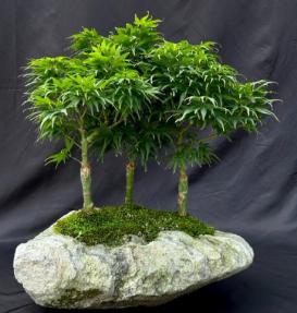 Japanese Green Maple Bonsai Tree<br>Three Tree Forrest Group<br>(acer palmatum 'Mikawa Yatsubusa')</i>