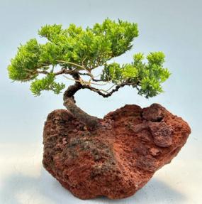 Juniper Bonsai Tree - Trained <br><i>In Lava Rock<br><i>(juniper procumbens nana)</i>