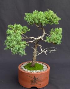 Juniper Bonsai Tree - Trained in Jin Style<br><i>In Lava Rock<br><i>(juniper procumbens nana)</i>