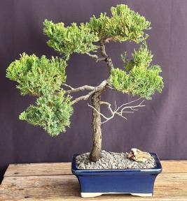 Juniper Bonsai Tree - Trained in Jin Style<br><i><br><i>(juniper procumbens nana)</i>