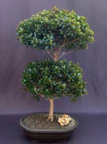 Flowering Brush Cherry Bonsai Tree<br> (eugenia myrtifolia)