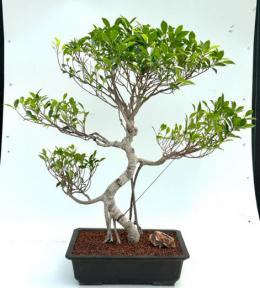 Ficus Retusa Bonsai Tree<br>Curved Trunk & Tiered Branching<br><i>(ficus retusa)</i>