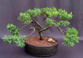 Juniper Bonsai Tree - Trained <br><i>(juniper procumbens nana)</i>