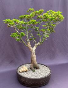 Shishigashira Japanese Maple Bonsai Tree<br><i>(acer palmatum 'shishigashira')</i>