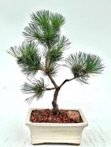 Japanese White Pine Bonsai Tree <br><i>(pinus parviflora 'bergman')</i>