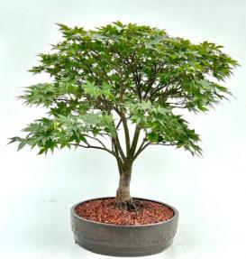 Japanese Red Maple Bonsai Tree<br><i>(acer palmatum 'Rhode Island Red)</i>