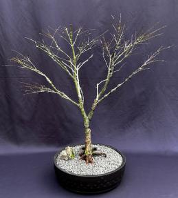 Sharps Pygme Japanese Maple Bonsai Tree<br>Trained in Jin Style<br><i>(acer palmatum 'sharps pygme')</i>