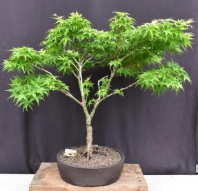 Sharps Pygme Japanese Maple Bonsai Tree<br>Trained in Jin Style<br><i>(acer palmatum 'sharps pygme')</i>