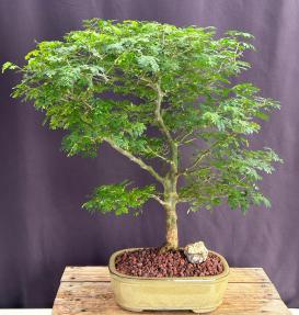 Flowering Brazilian Raintree Bonsai Tree <br><i>(pithecellobium tortum)</i>