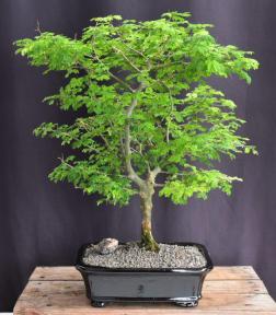 Flowering Brazilian Raintree Bonsai Tree <br><i>(pithecellobium tortum)</i>