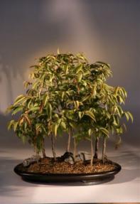 Japanese Hornbeam Bonsai Tree<br><i>(carpinus japonica)</i>