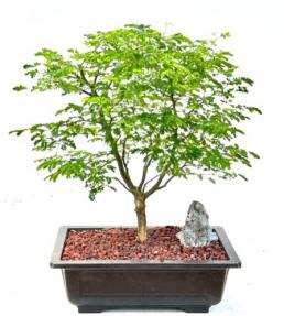 Flowering Brazilian Raintree Bonsai Tree <br><i>(pithecellobium tortum)</i>