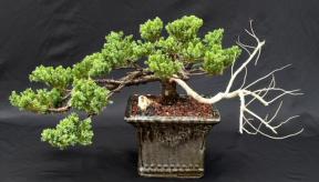 Juniper Bonsai Tree - Trained in Jin Style <br><i>(juniper procumbens nana)</i>