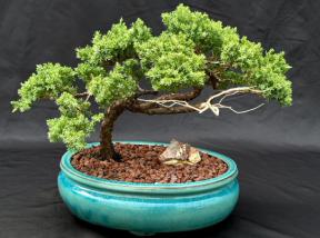 Juniper Bonsai Tree - Trained in Jin Style <br><i>(juniper procumbens nana)</i>