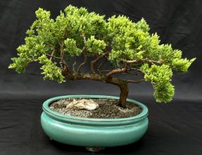 Juniper Bonsai Tree - Trained <br><i>(juniper procumbens nana)</i>