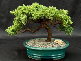 Juniper Bonsai Tree - Trained <br><i>(juniper procumbens nana)</i>