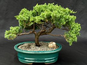 Juniper Bonsai Tree - Trained <br><i>(juniper procumbens nana)</i>