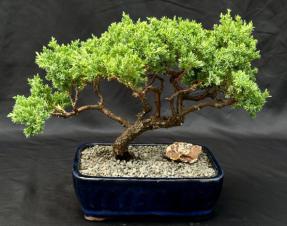 Juniper Bonsai Tree - Trained <br><i>(juniper procumbens nana)</i>