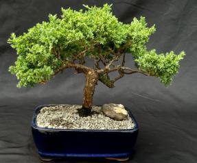 Juniper Bonsai Tree - Trained <br><i>(juniper procumbens nana)</i>