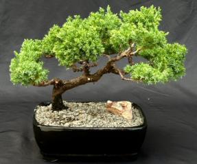 Juniper Bonsai Tree - Trained <br><i>(juniper procumbens nana)</i>